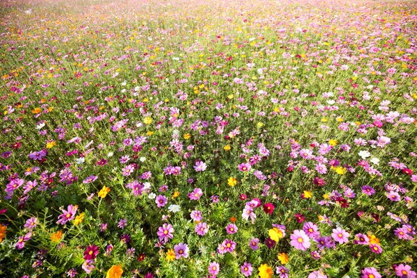 Close Van Bloeiende Bloemen Veld Overdag — Stockfoto