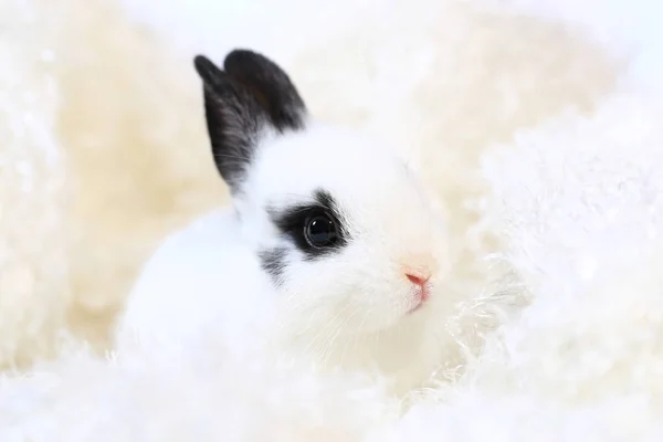 Entzückende Weiße Und Schwarze Kleine Kaninchen Auf Weißem Hintergrund — Stockfoto