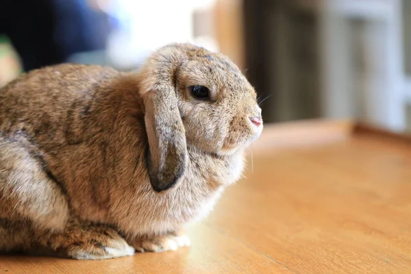 Brown Hollands Lop Lapin Poilu Mignon Grandes Oreilles Vers Bas — Photo