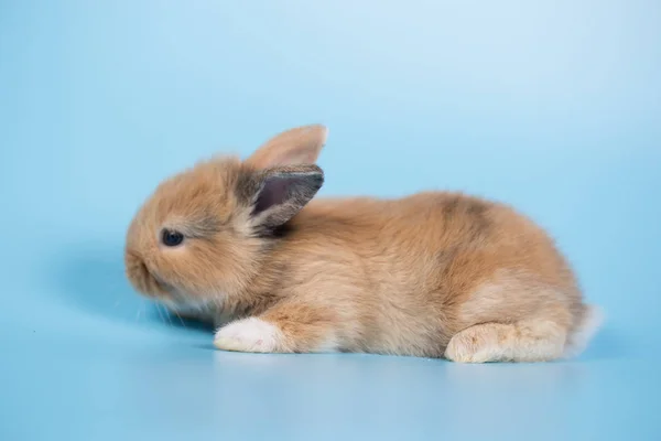 Young Small New Born Rabbit Blue Background Closeup Shot — Stock Photo, Image