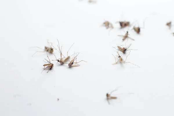 Muggen Het Witte Doek Close Weergave — Stockfoto