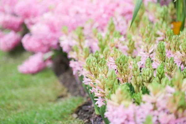 Bunte Hyazinthen Garten Wunder Duftende Gepflanzte Blumen Berühmt Für Die — Stockfoto