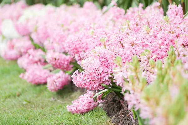 Färgglada Hyacinter Trädgården Konstigt Luktade Planterade Blommor Känd För Att — Stockfoto
