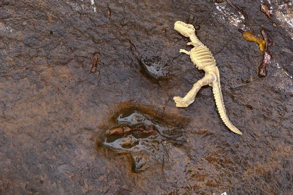 Pegada Dinossauro Rocha Molhada Tem Água Dentro Selo Antigo Jurássico — Fotografia de Stock