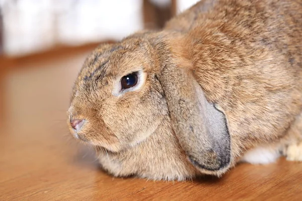 Brown Hollands Lop Conejo Peludo Lindo Grandes Orejas Abajo Cabeza —  Fotos de Stock