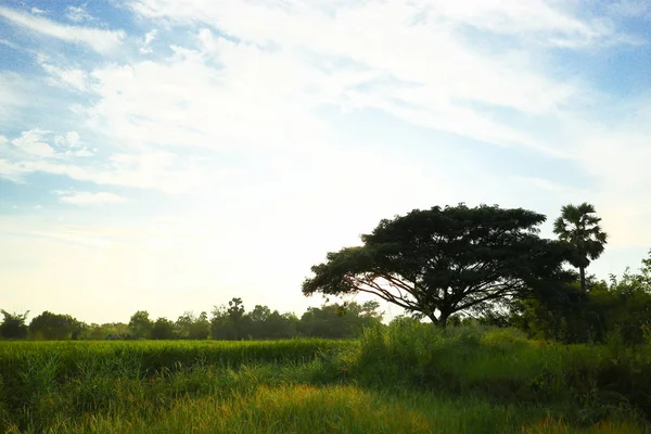 Campo Arroz Verde Árvore Grande Com Céu Azul Nuvens Brancas — Fotografia de Stock