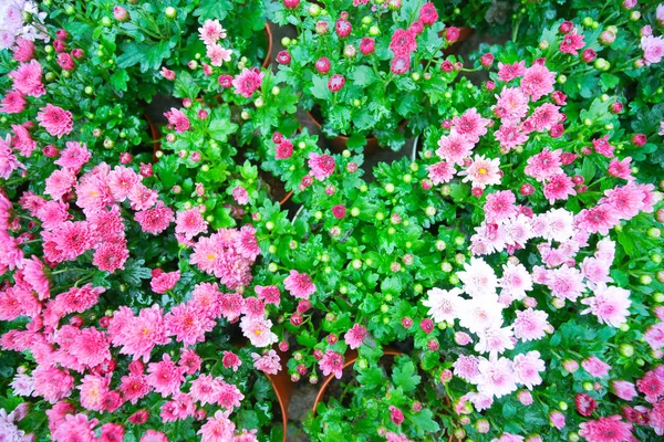 Rosa Färska Härliga Blossom Chrysanthymum Med Gröna Blad Trä Promenad — Stockfoto