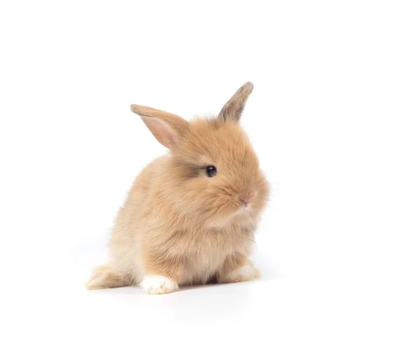 Closeup Cute Baby Rabbit Isolated White Background — Stock Photo, Image