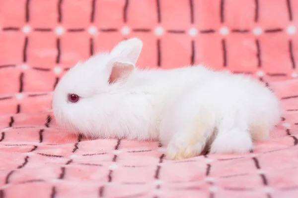 Adorabile Coniglio Bambino Sfondo Panno Rosa Settimane Piccolo Coniglietto Soffice — Foto Stock