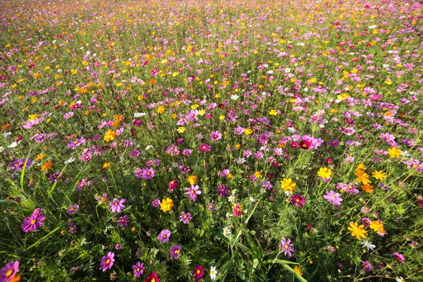 Closeup Blossoming Flowers Field Daytime — Stock Photo, Image