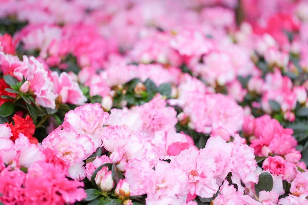 Söta Rosa Färg Blommor Arzealea Buskar Färska Vacker Blomning Trädgården — Stockfoto