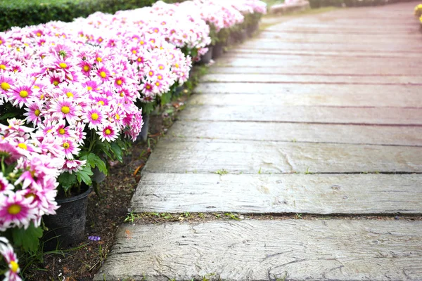 Rosa Frische Schöne Blüte Chrysanthymum Mit Grünen Blättern Auf Holz — Stockfoto