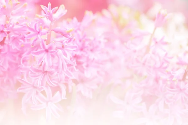 Hyacynths Colorido Jardim Maravilha Cheirou Flores Plantadas Famoso Por Fazer — Fotografia de Stock