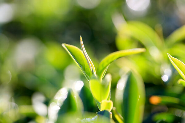 Green tea leaves, top leaves good for picking in morning to make best quality for drying in tea production