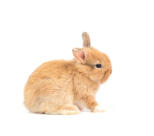 Closeup Cute Baby Rabbit Isolated White Background — Stock Photo, Image