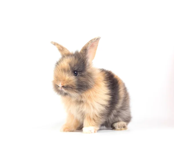 Primer Plano Lindo Conejo Bebé Aislado Sobre Fondo Blanco — Foto de Stock