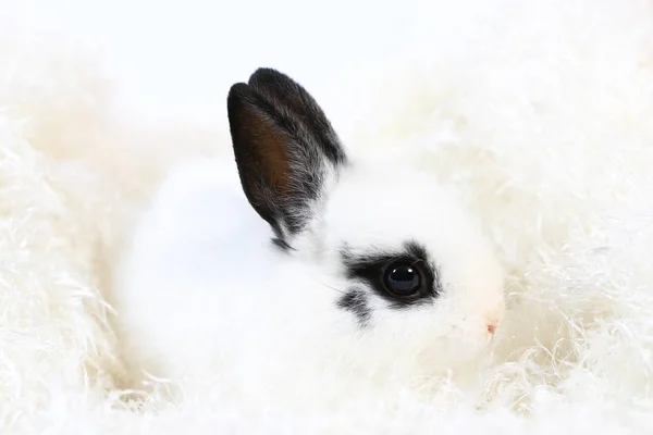 Close Van Schattige Witte Zwarte Kleine Nederland Dwerg Konijn Adorable — Stockfoto