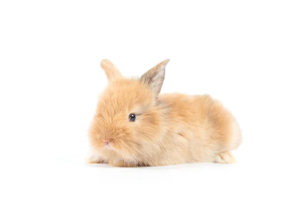 Closeup Cute Baby Rabbit Isolated White Background — Stock Photo, Image