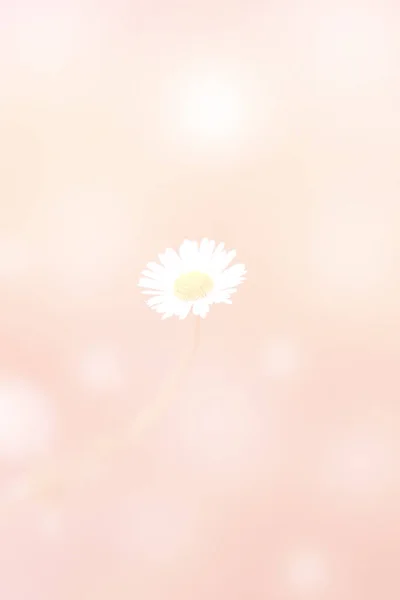 Closeup Field Flowers Blurred Background — Stock Photo, Image