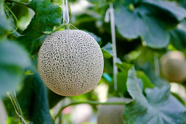 Fresh and well treat Japanese melon in farm of green melons cantaloupe melons in greenhouse. Sweet famous Japanese fruits farming