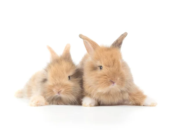 Beyaz Arka Planda Izole Edilmiş Şirin Yavru Tavşanların Yakın Çekimi — Stok fotoğraf