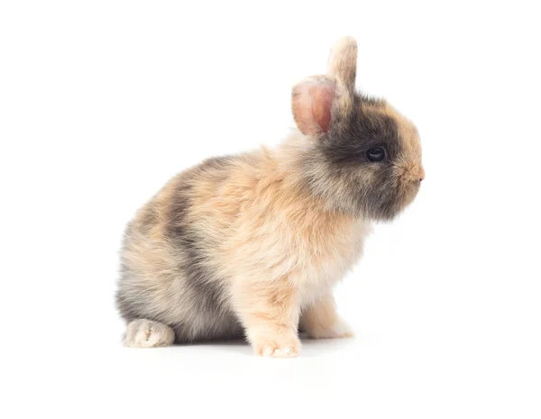 Närbild Söt Baby Kanin Isolerad Vit Bakgrund — Stockfoto