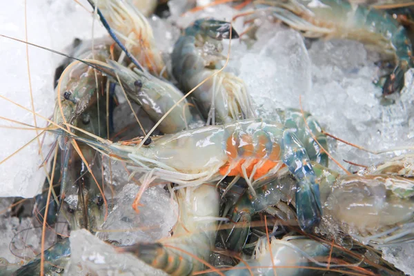 Grandes Crevettes Fraîches Crevettes Vertes Mer Portée Main — Photo