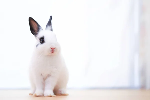 Closeup Cute White Black Small Netherlands Dwarf Rabbit Adorable Little — Stock Photo, Image