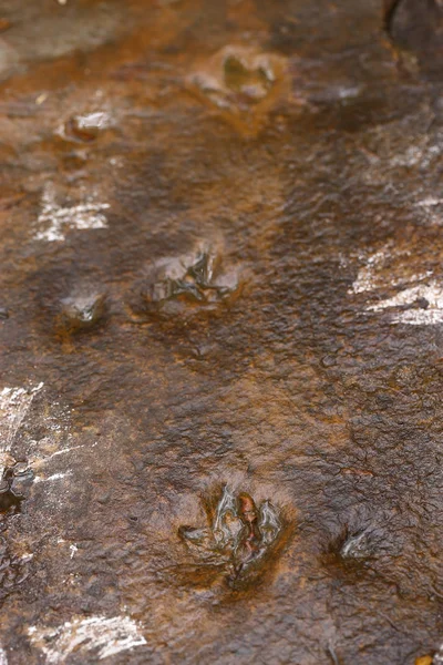 Dinosaur footprint on wet rock has water inside of stamp ancient Jurassic animal