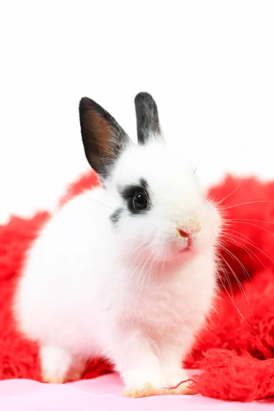 Primer Plano Lindo Blanco Negro Pequeño Conejo Enano Holanda Adorable —  Fotos de Stock