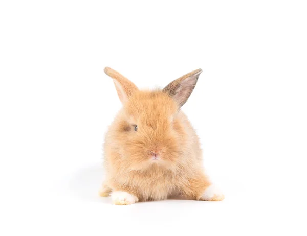 特写镜头可爱的小兔子查出在白色背景 — 图库照片