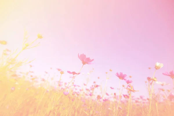 Vackra Rosa Och Färgglada Pastellfärgade Blommor Fält Härlig Kosmos Naturen — Stockfoto
