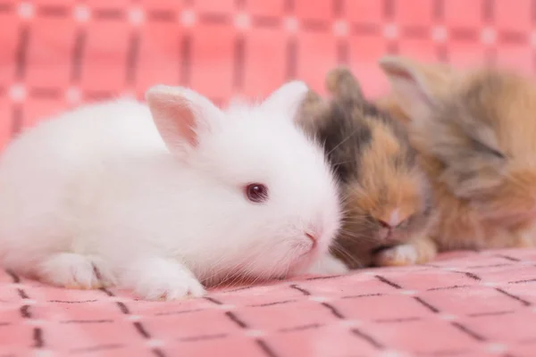 可爱的年轻小兔子在粉红色的布背景 3周大的小毛茸茸的兔子 — 图库照片
