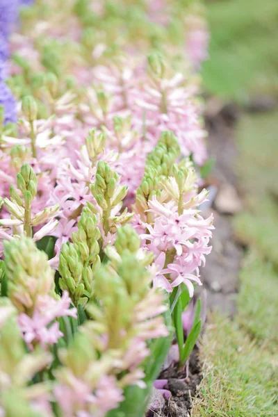 Färgglada Hyacinter Trädgården Konstigt Luktade Planterade Blommor Känd För Att — Stockfoto