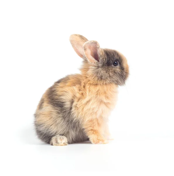 Gros Plan Bébé Lapin Mignon Isolé Sur Fond Blanc — Photo