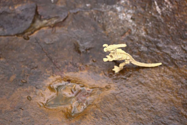 Dinosaur Footprint Wet Rock Has Water Stamp Ancient Jurassic Animal — Stock Photo, Image