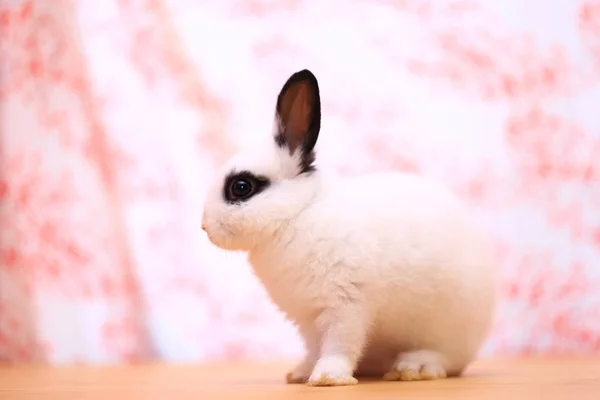 特写镜头可爱的白色和黑色的小荷兰矮人兔子 可爱的小动物肖像 — 图库照片