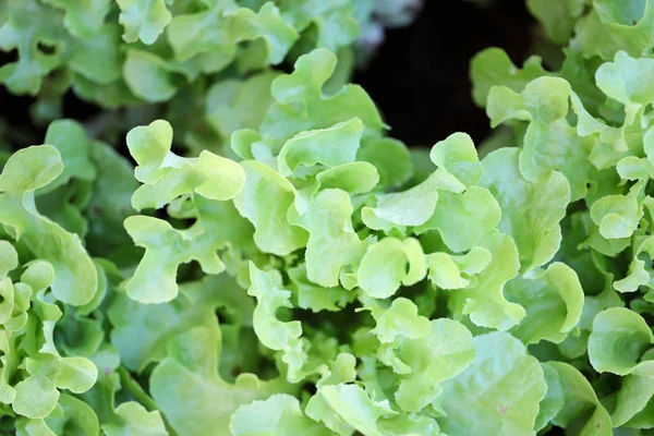 Closeup of green lettuce pattern over black background