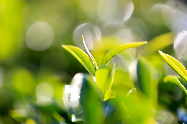 Green tea leaves, top leaves good for picking in morning to make best quality for drying in tea production