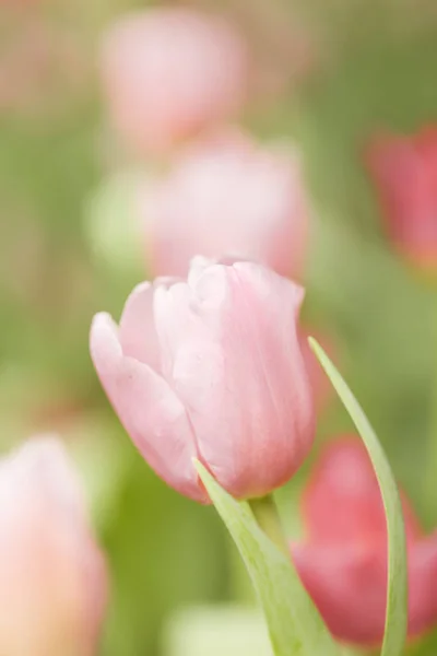 Красивые Цветущие Тюльпаны Зелеными Листьями Саду Размытым Фоном Парк Чианграй — стоковое фото
