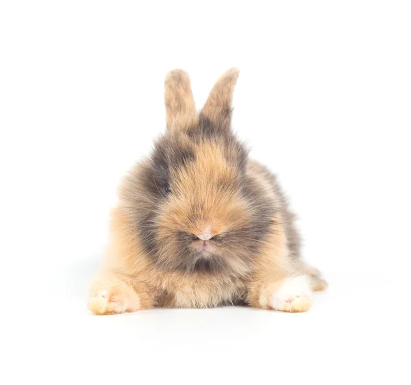 Closeup Cute Baby Rabbit Isolated White Background — Stock Photo, Image