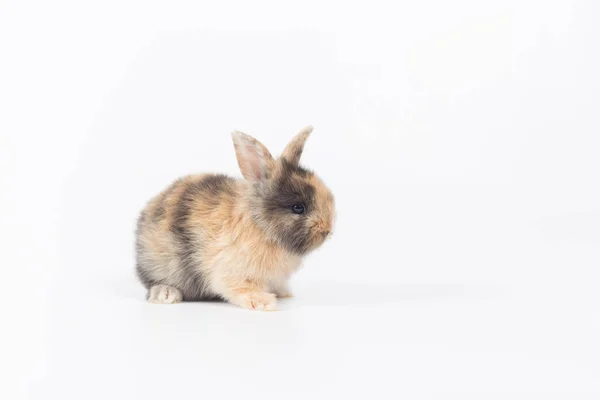 Closeup Cute Baby Rabbit Isolated White Background — Stock Photo, Image