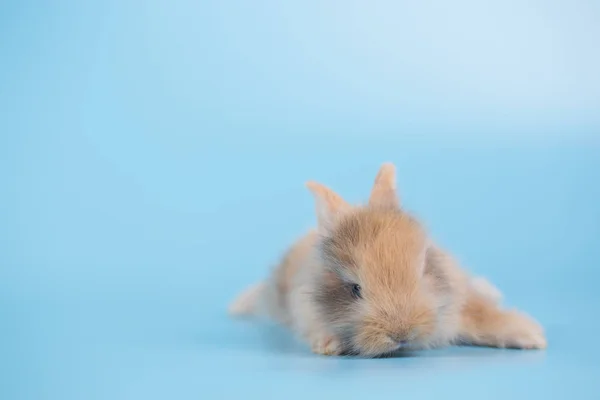 Young Small New Born Rabbit Blue Background — Stock Photo, Image