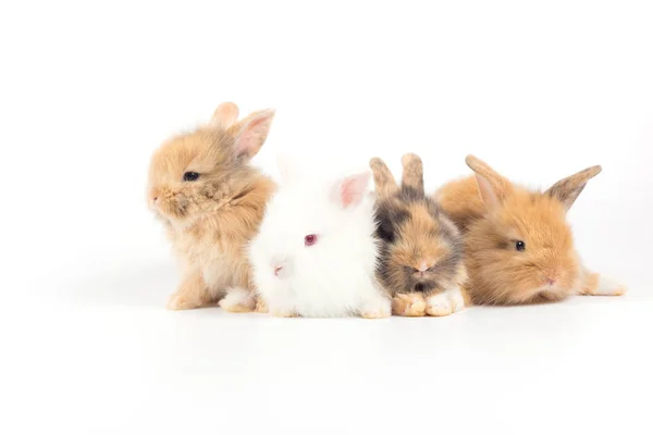 배경에 고립되어 귀여운 토끼들의 — 스톡 사진