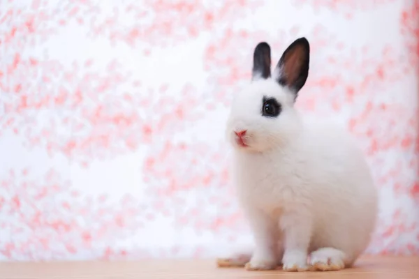 Zbliżenie Ładny Biały Czarny Mała Holandia Królik Miniaturowy Adorable Trochę — Zdjęcie stockowe