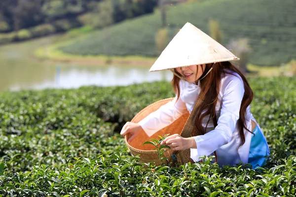 Vietnamese woman in white ao dai or Vietnamese  traditional dress with straw hat and basket working  in green tea field