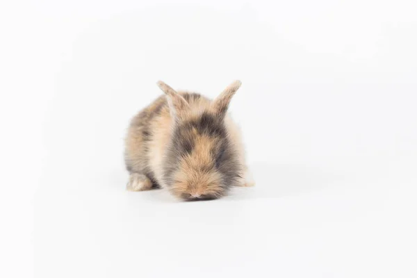 Beyaz Arka Plan Üzerinde Izole Şirin Bebeği Tavşan Closeup — Stok fotoğraf