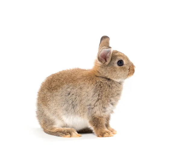 Baby Rabbit Adorable Brown Bunny White Background — Stock Photo, Image