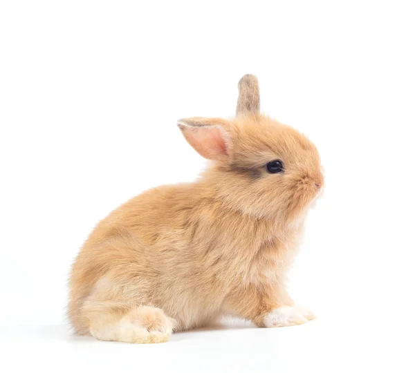 Primer Plano Lindo Conejo Bebé Aislado Sobre Fondo Blanco — Foto de Stock