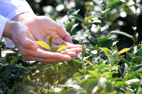 Closeup of person hands holding plants of green tea in field